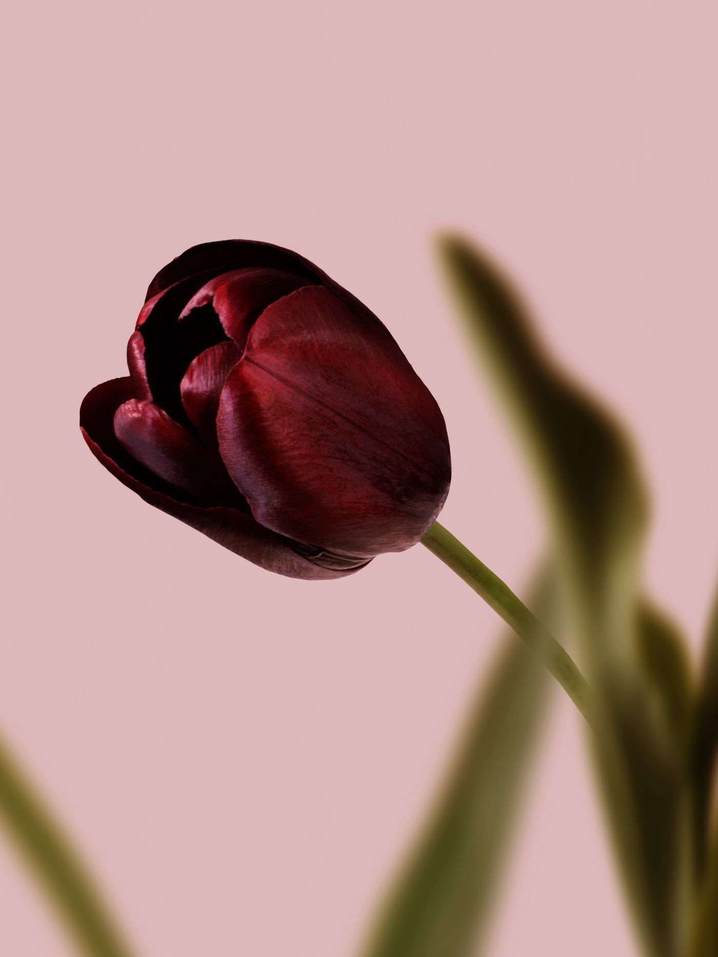 Calcetines de Hombre | Modelo Tulipa Dearmen